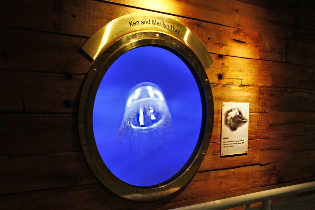 Penguin House Exhibit Design - Digital Display