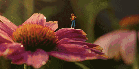 Traditional Medicinals_Immunity_Squarespace_480x240.gif