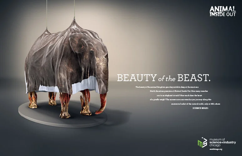 aio_spreads-elephant.jpg