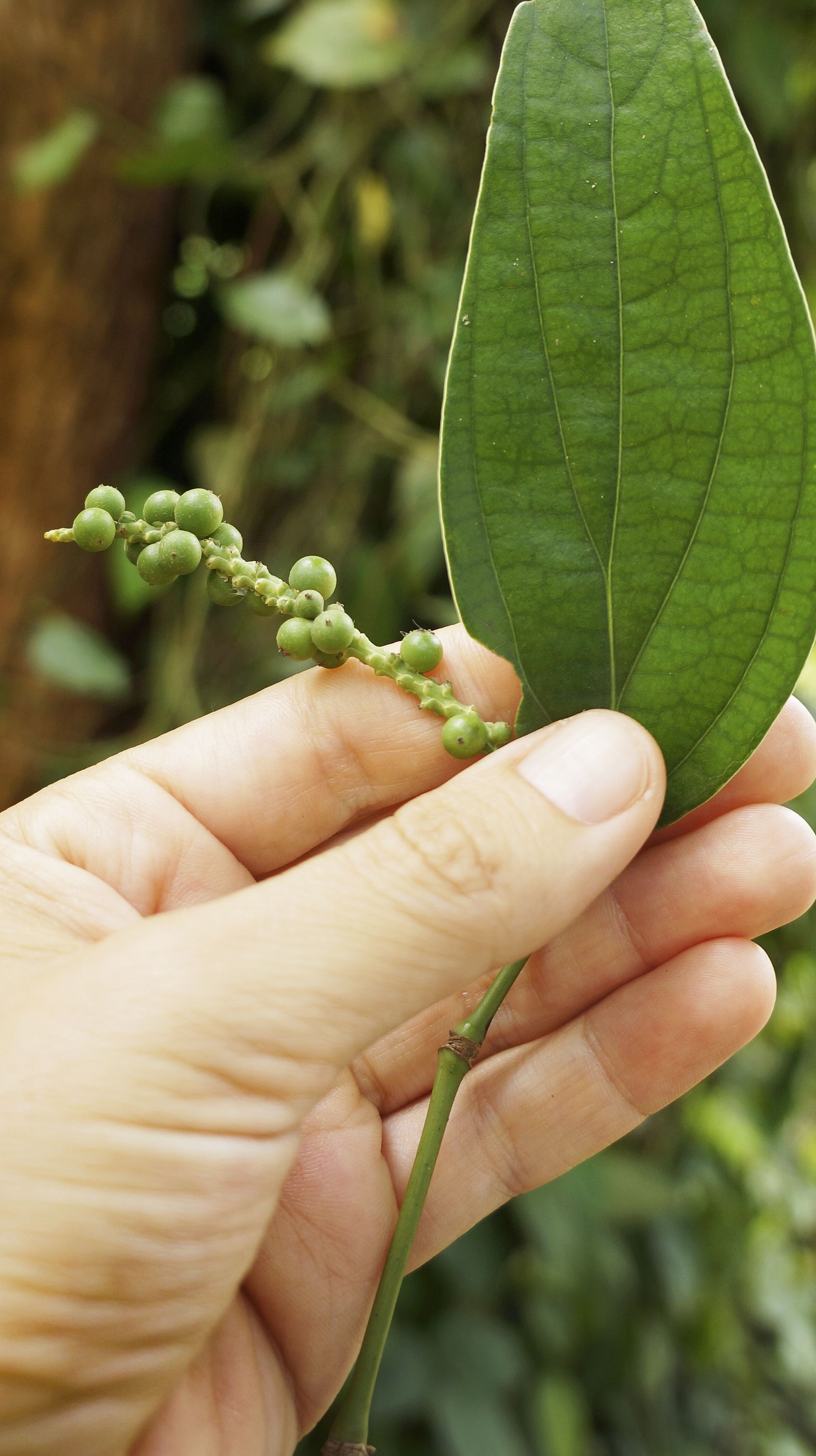 Fresh Black Pepper Pods