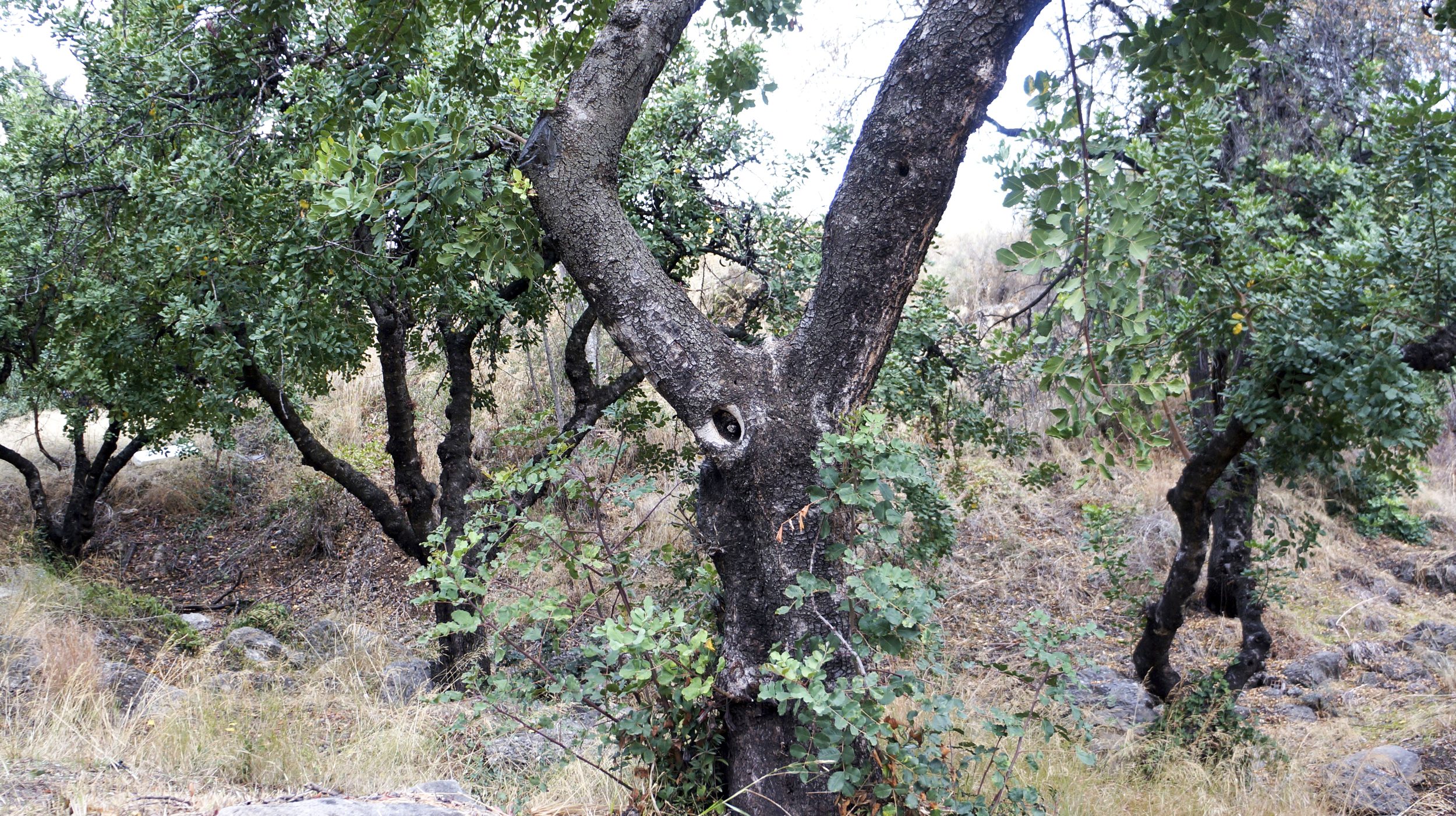Árbol de Algarrobo