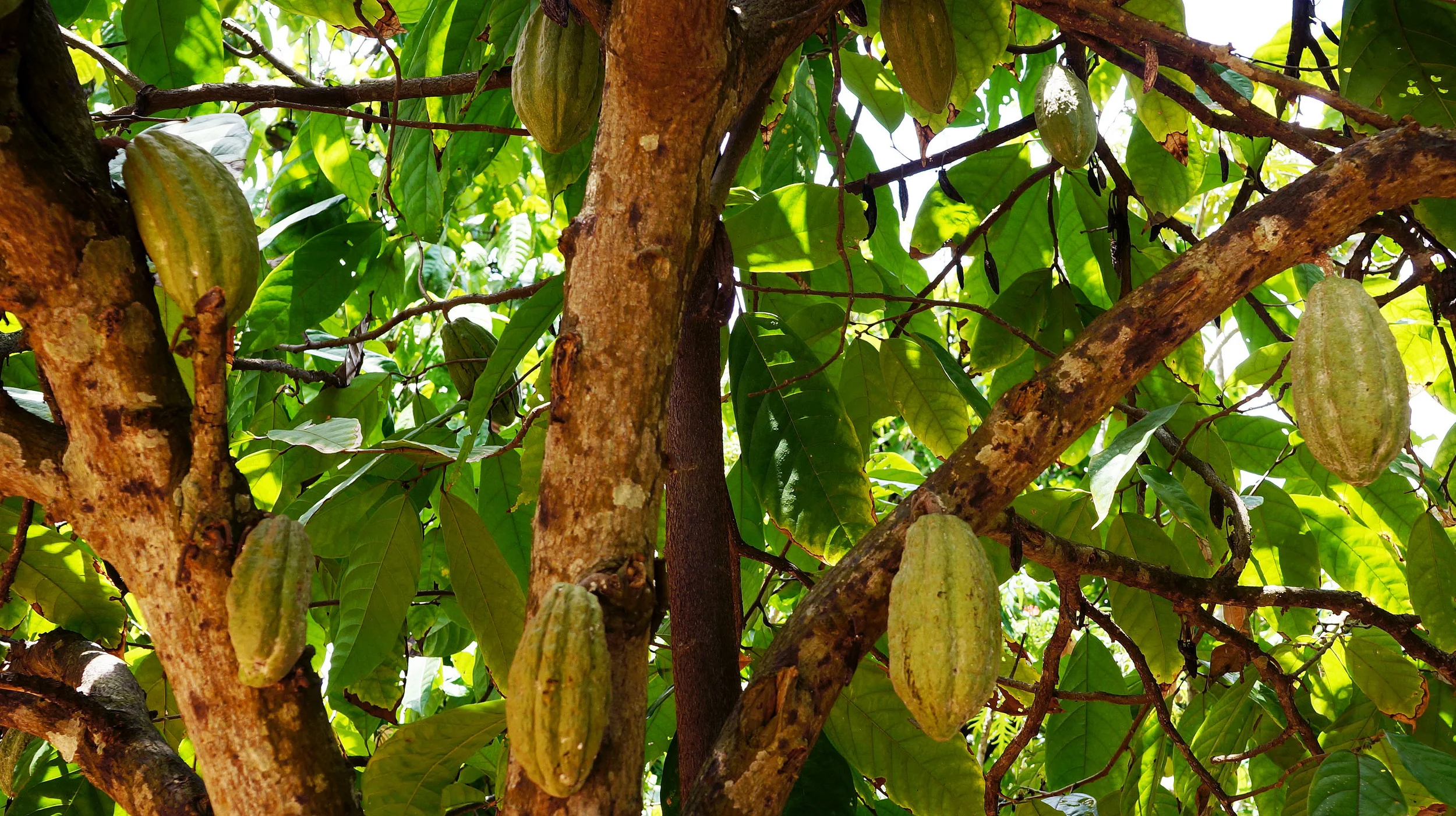 cacao03.jpg