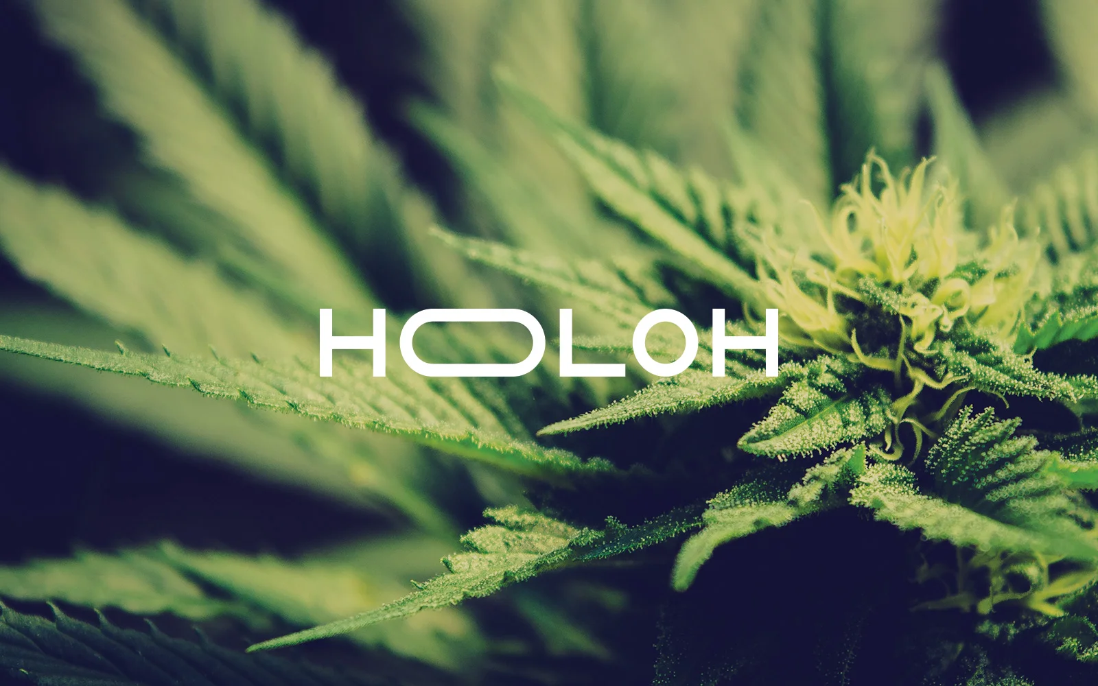 holoh_featured.jpg