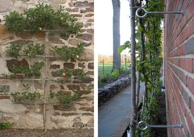 Espalier Apple Beginning Training Stone Wall.jpg