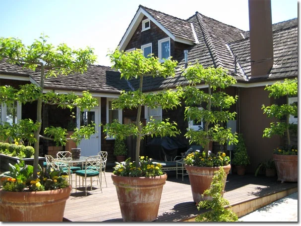 Potted Espalier Fruiting Trees