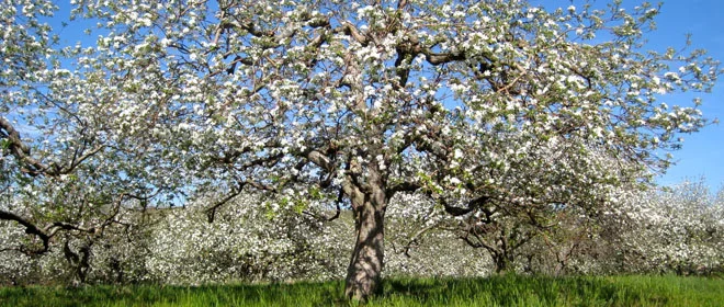 Apple_Tree_Flower_Horz.jpg