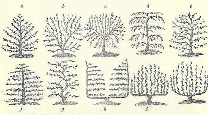 Colonial Espalier Diagram of Various Styles
