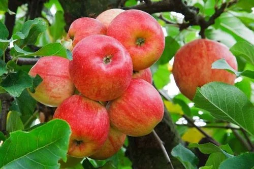 Apples+on+tree+red.jpg