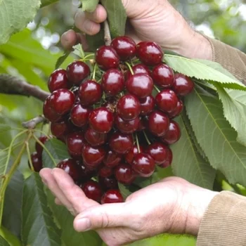 Fruit_tree_cherries_hands_detail.jpg