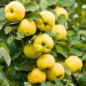 Quince Fruit