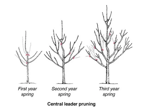 Pruning_diagram_fruit_tree_central-leader-pruning.jpg