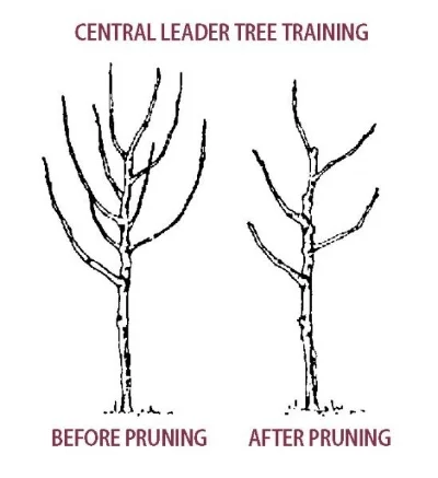 Pruning_diagram_fruit-pear_tree_central-leader-pruning.jpg