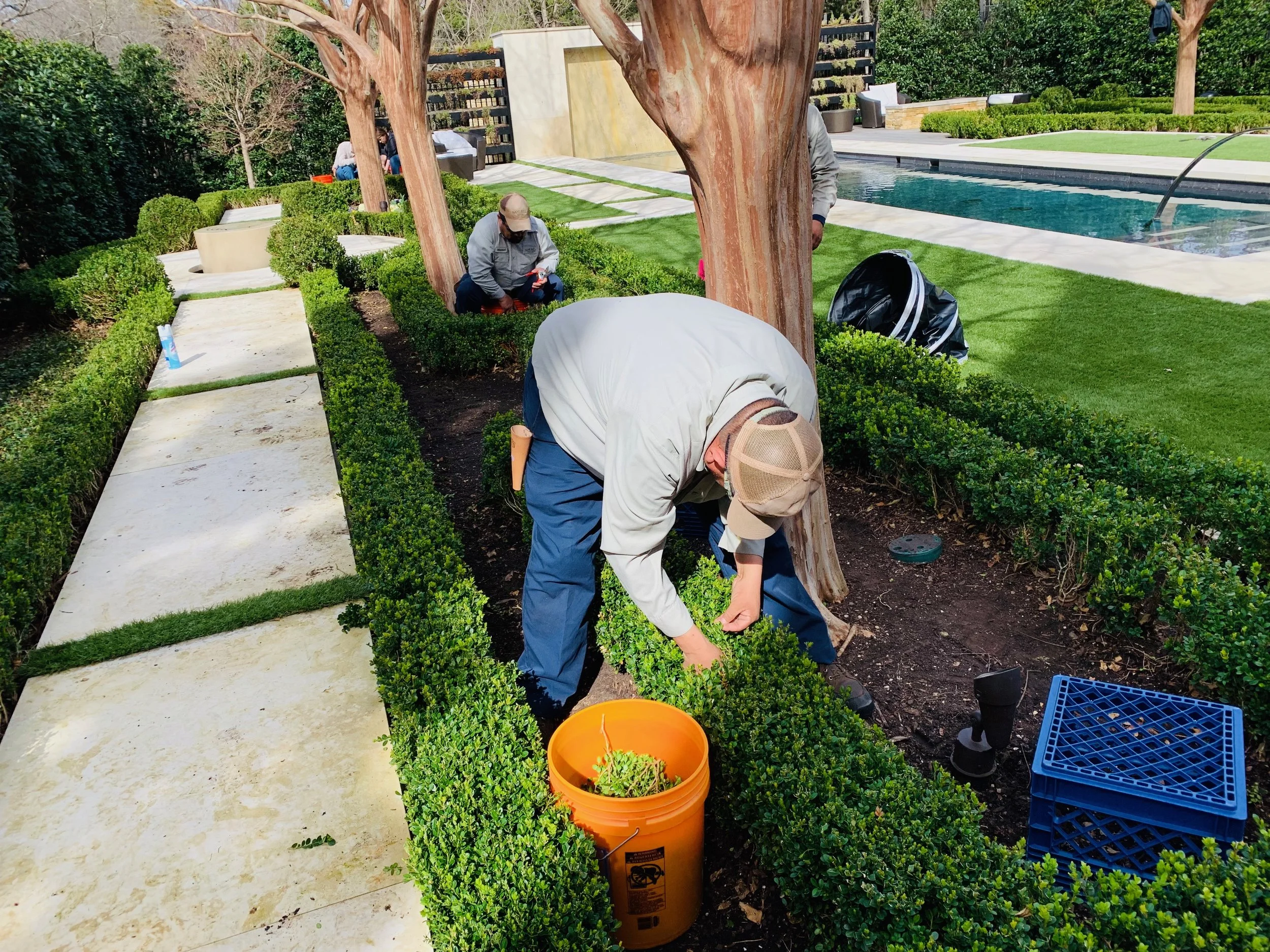 dallas, Texas - expert boxwood parterre hand thinning