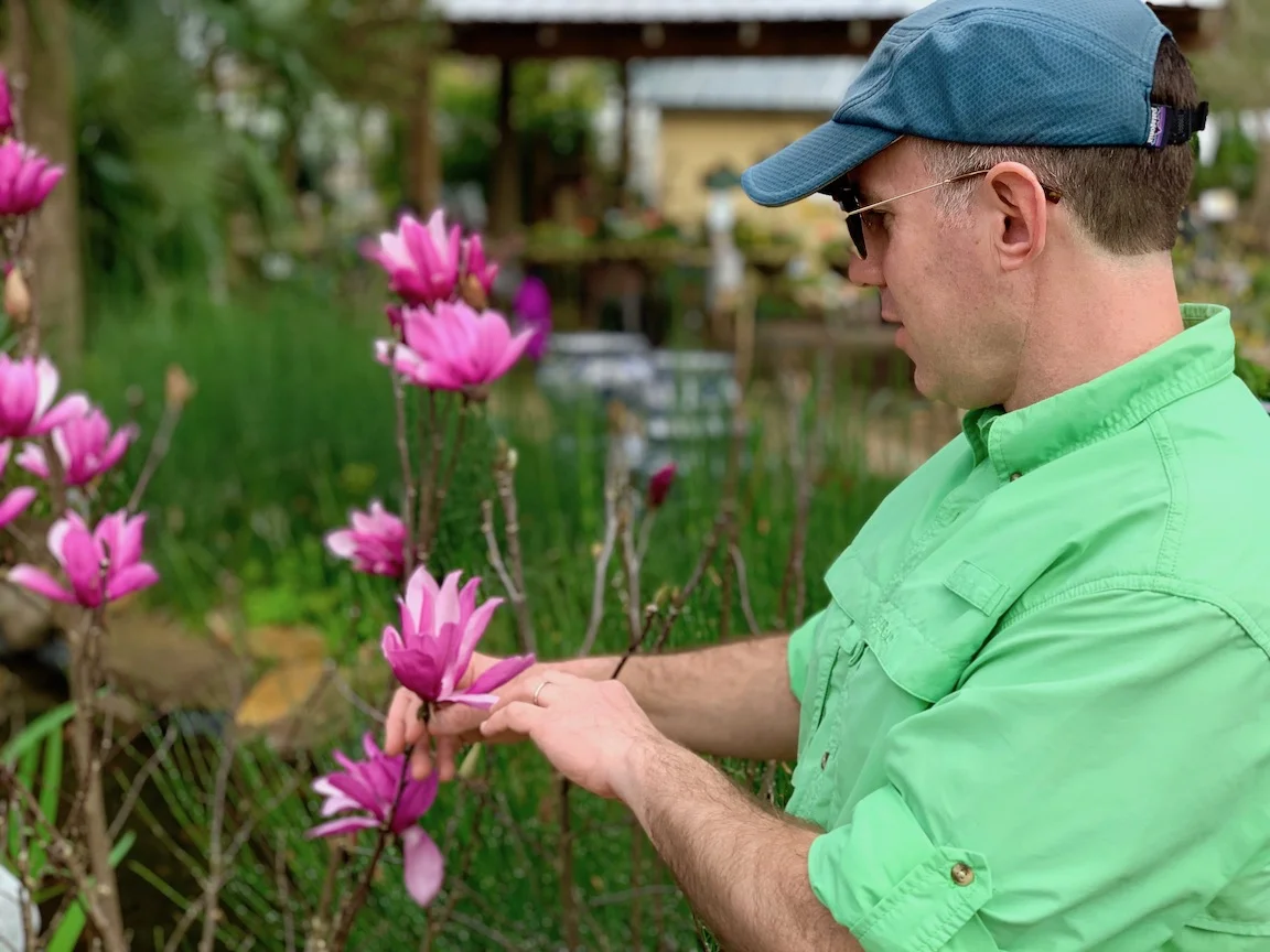 Charles inspecting magnolia in Houston, Texas