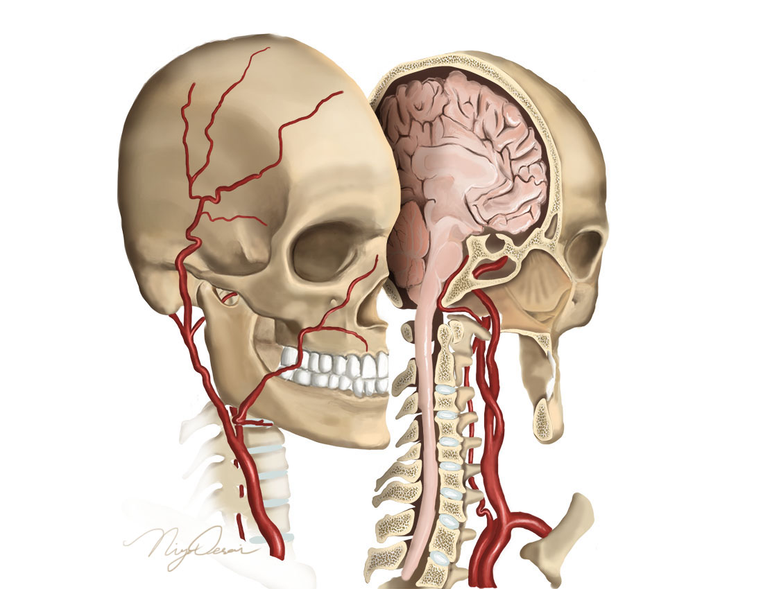 Head cross-section