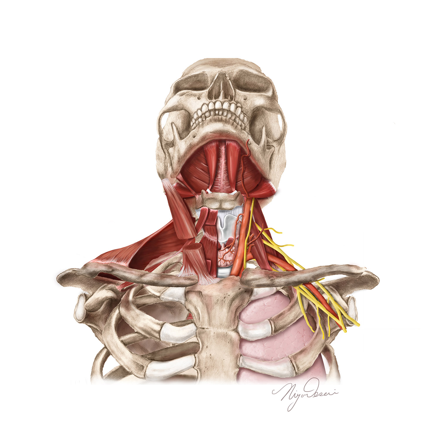 Head and neck anatomy