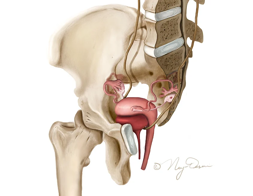 Pelvis sagittal cross-section