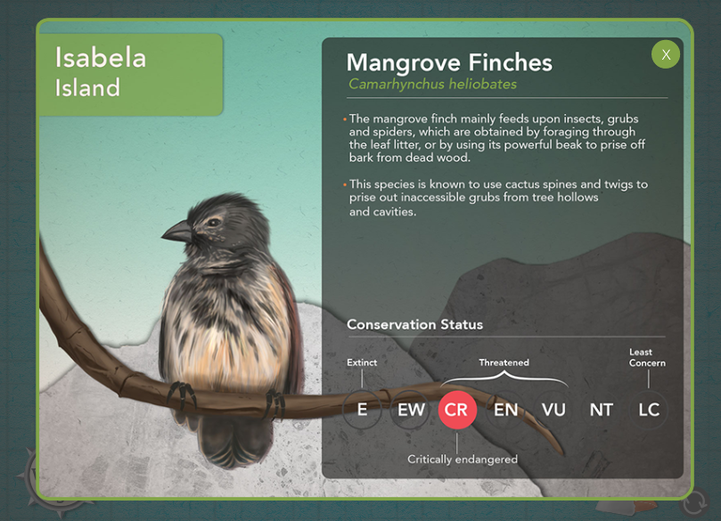 Info about one of the finches