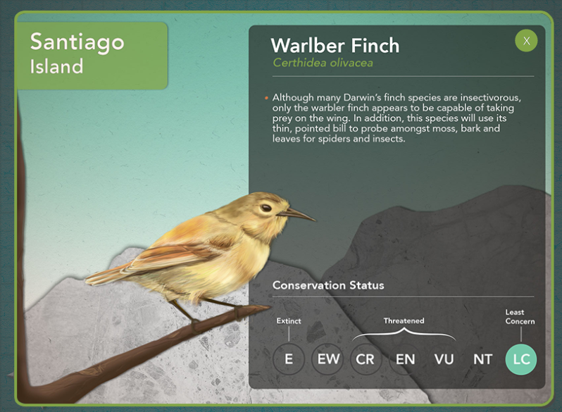 Info about the Warbler Finch