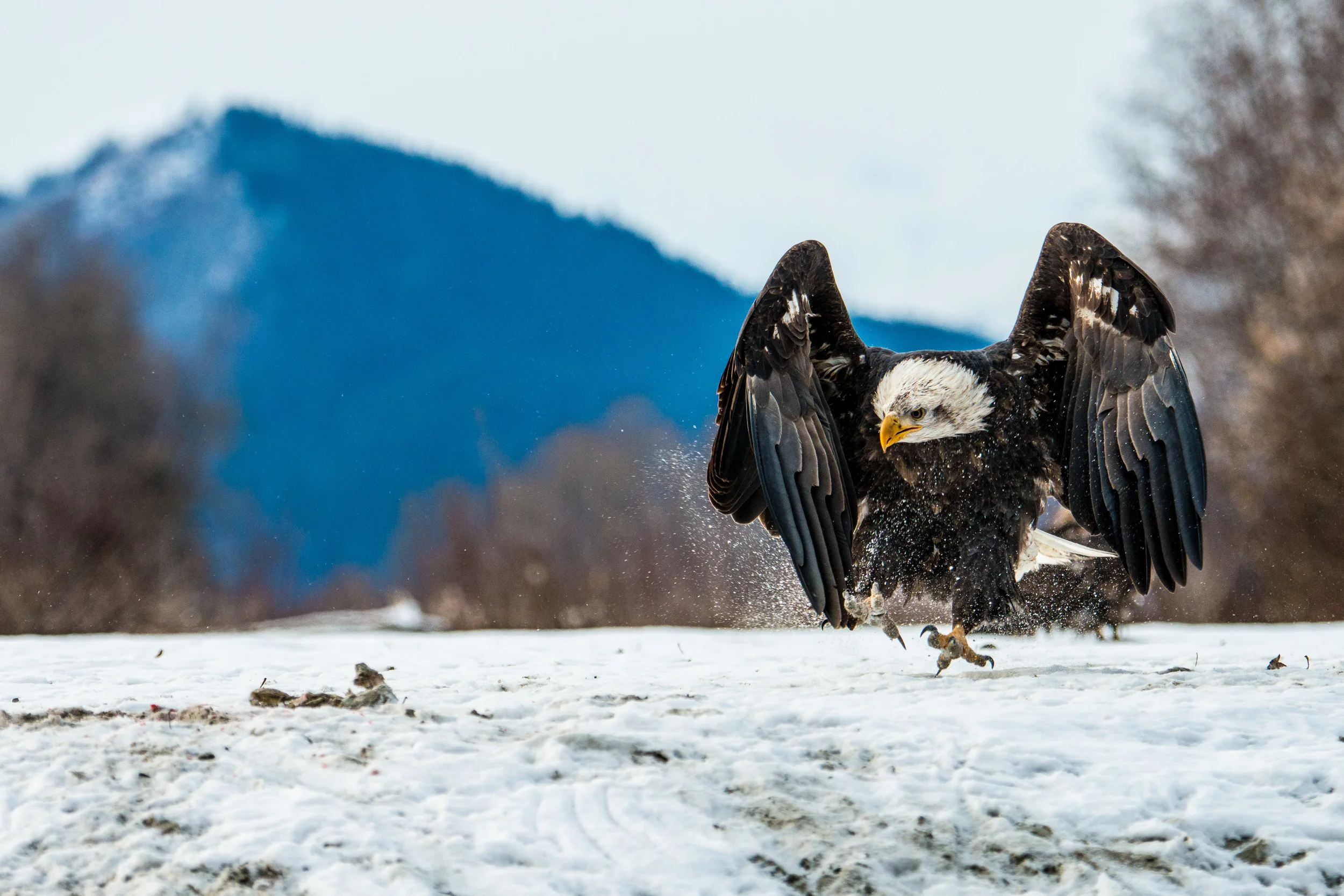 Axel van Liempt Eagle Contest 11-15-13 Haines AK-2.JPG