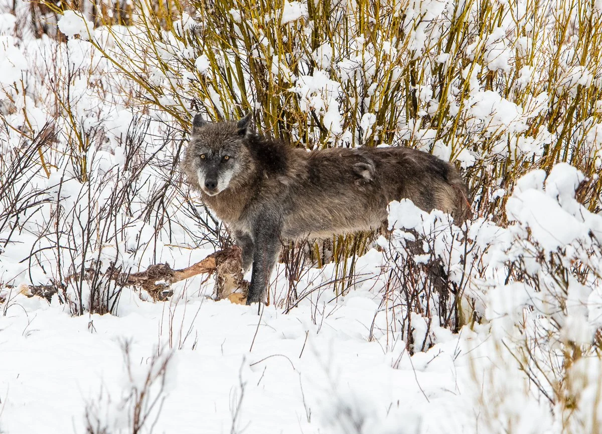 Yellowstone 2022-8379.jpg