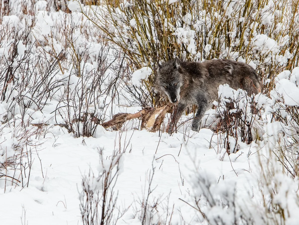 Yellowstone 2022-8497.jpg
