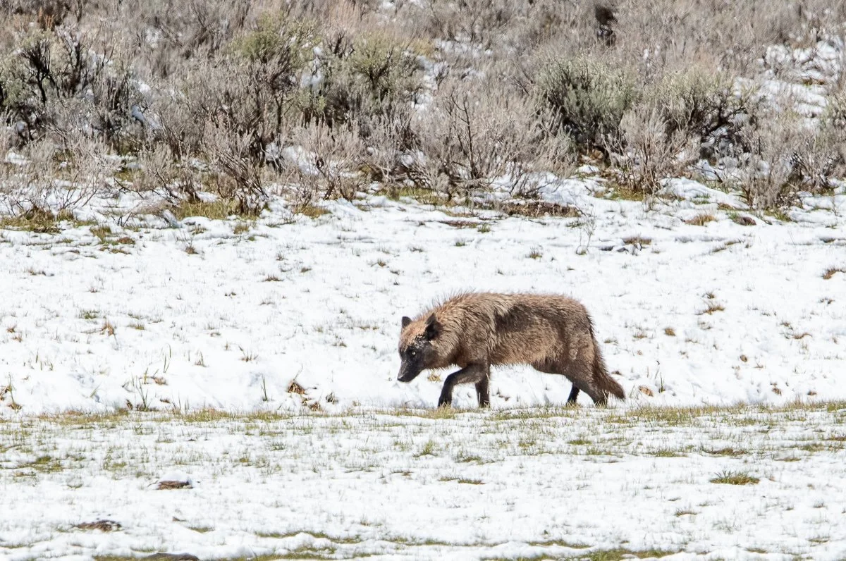 Yellowstone 2022-5542.jpg