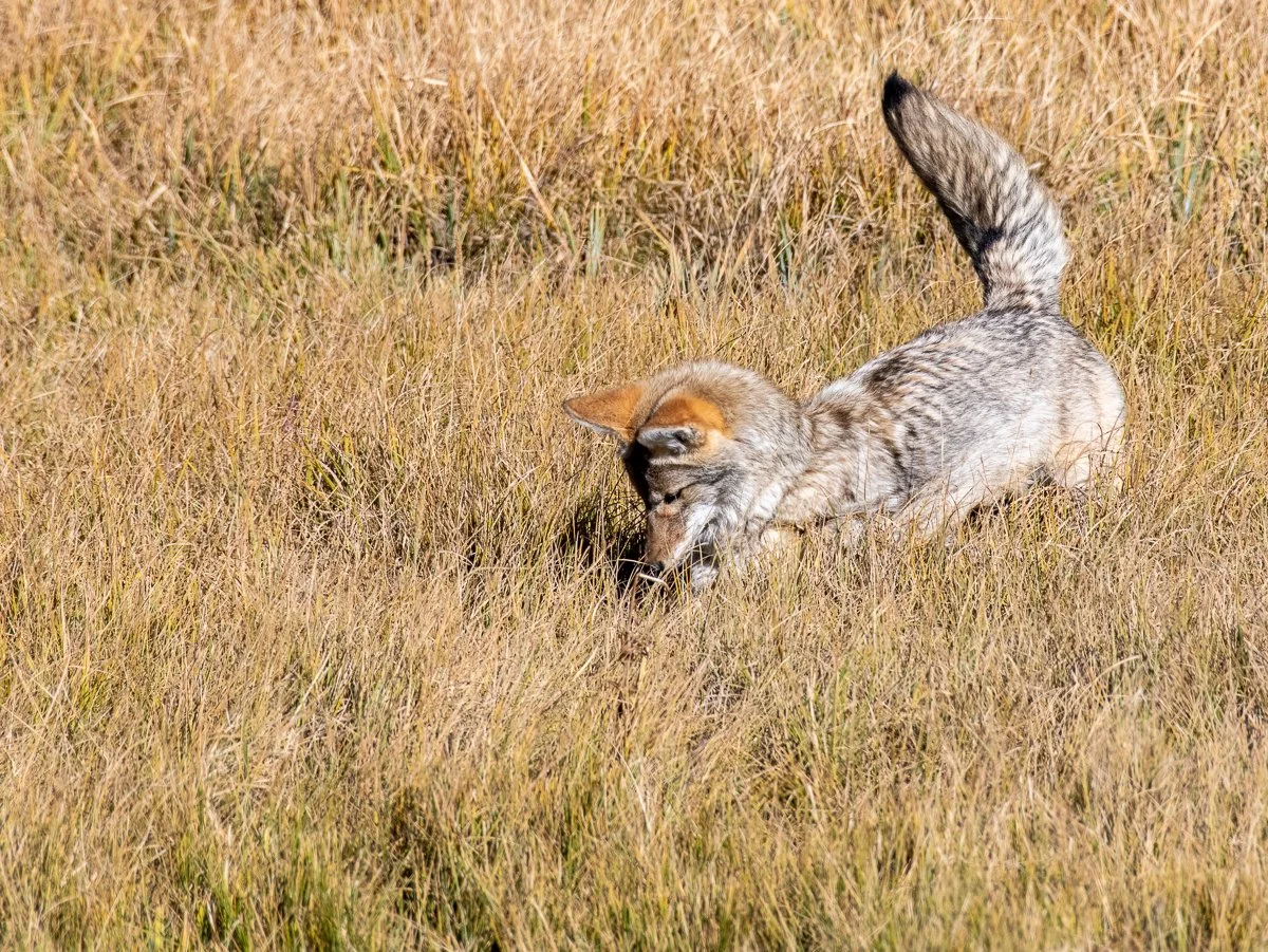 DSC_8882.jpg