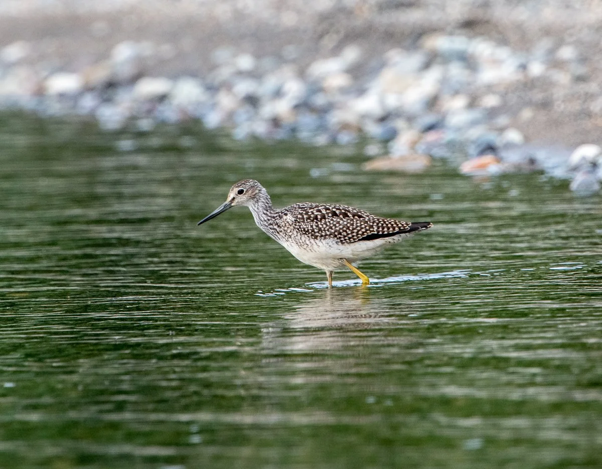 20190719-DSC_1945.jpg