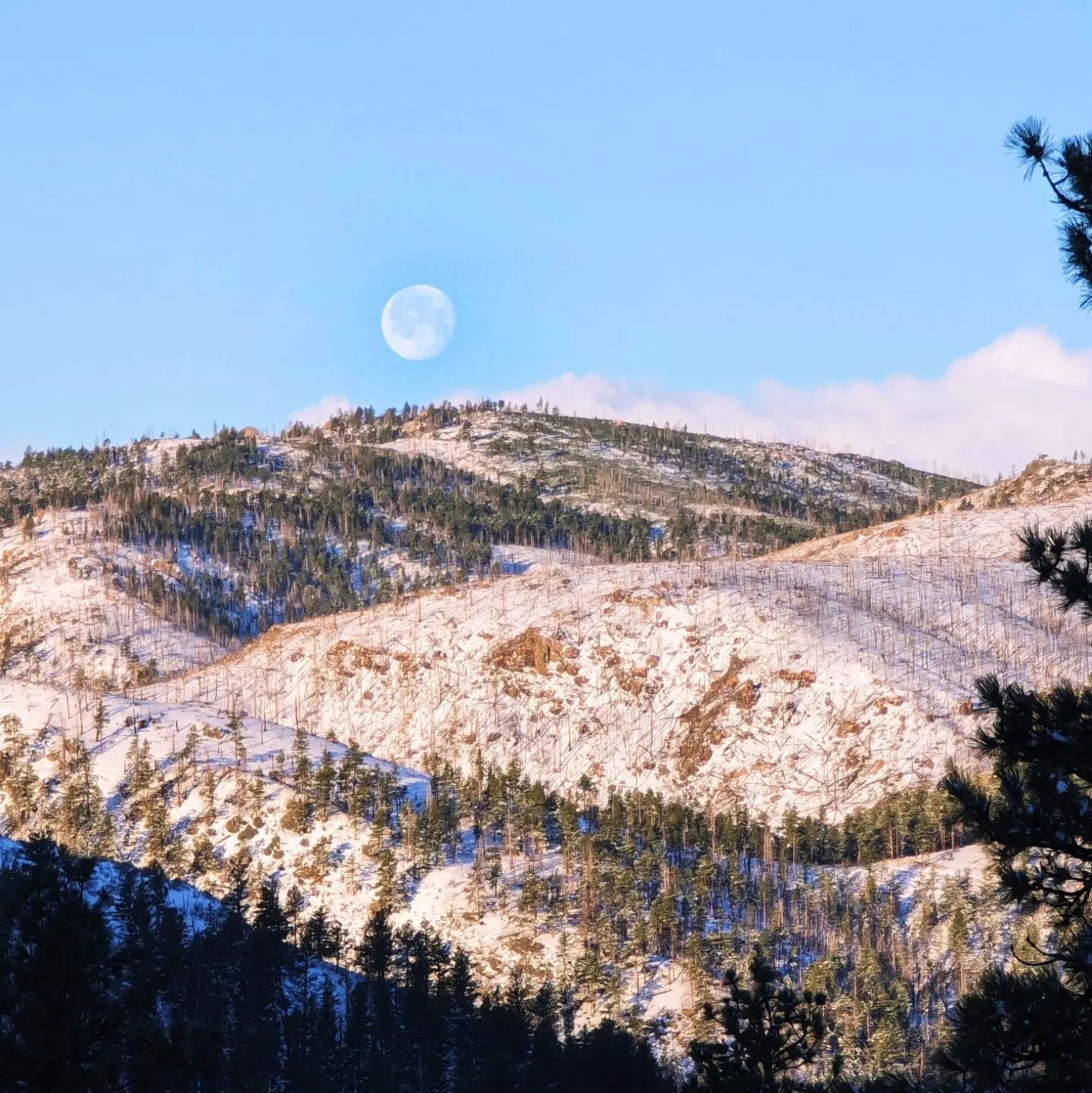 Another moon morning here in our wilderness! Hail and WELCOME moon! #moonset #fullmoon #moonlover #mountainlivingamongfairies