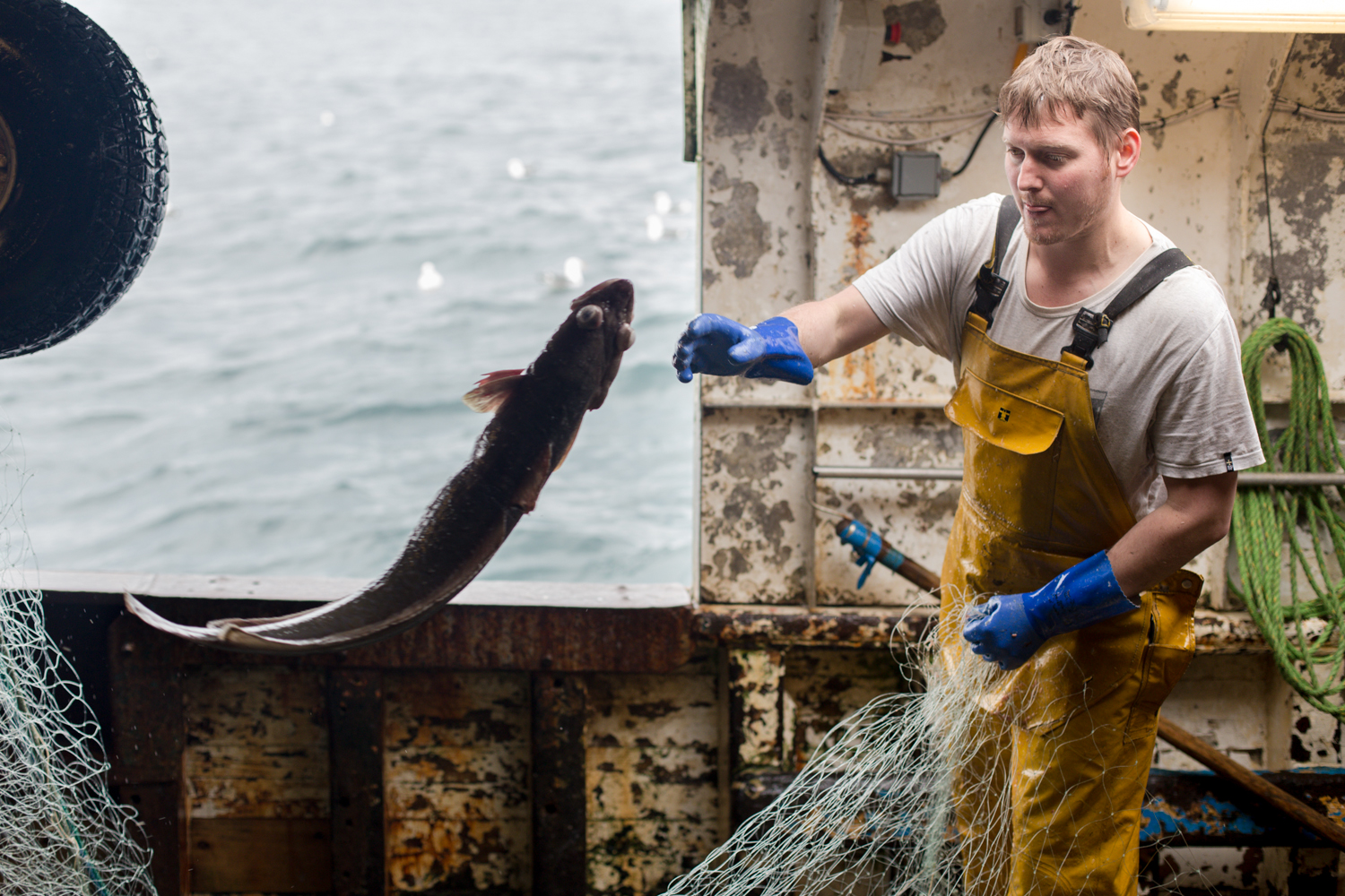 cornish_fish_TOM_NICHOLSON_009.jpg