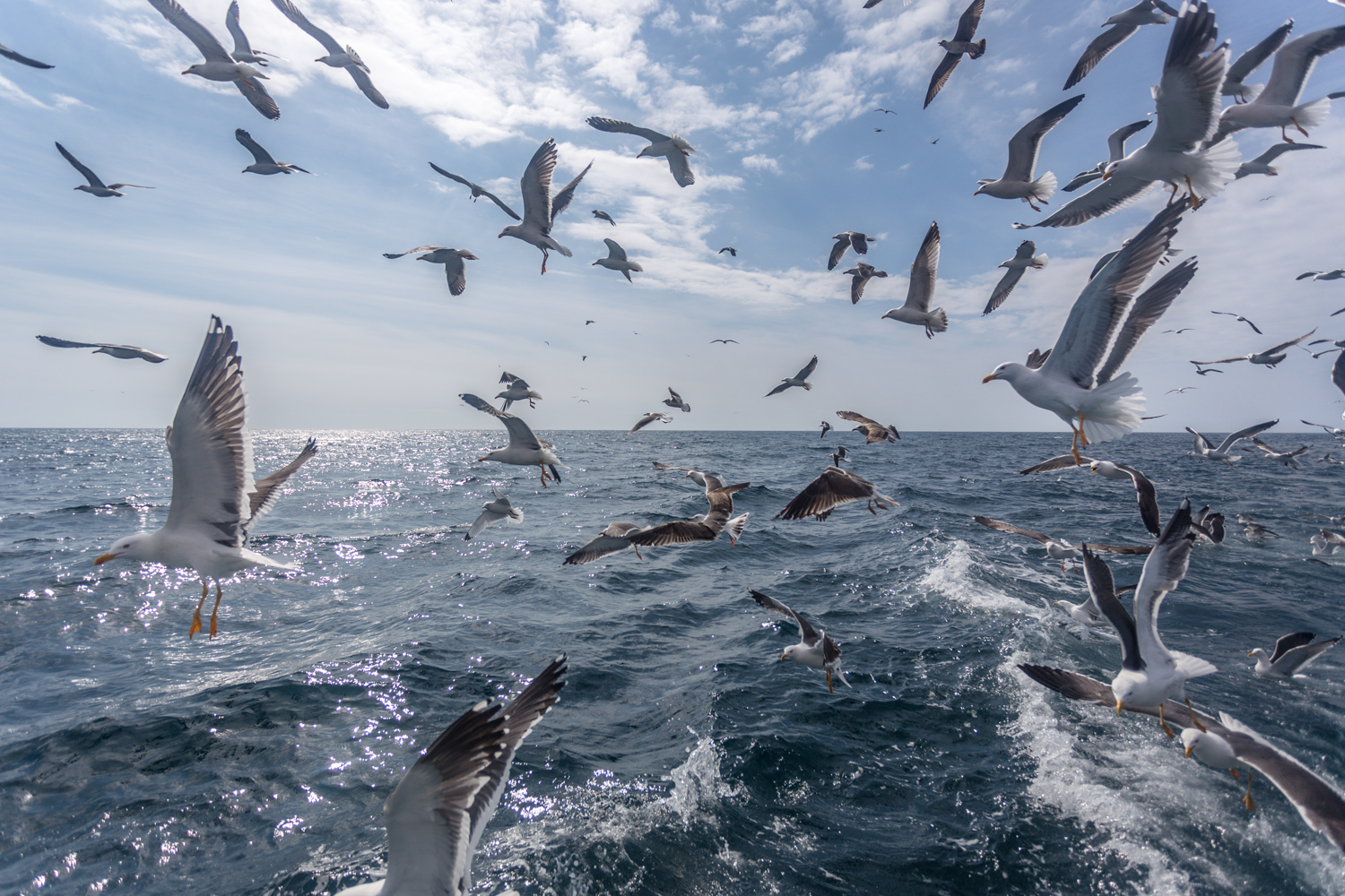 cornish_fish_TOM_NICHOLSON_010.jpg