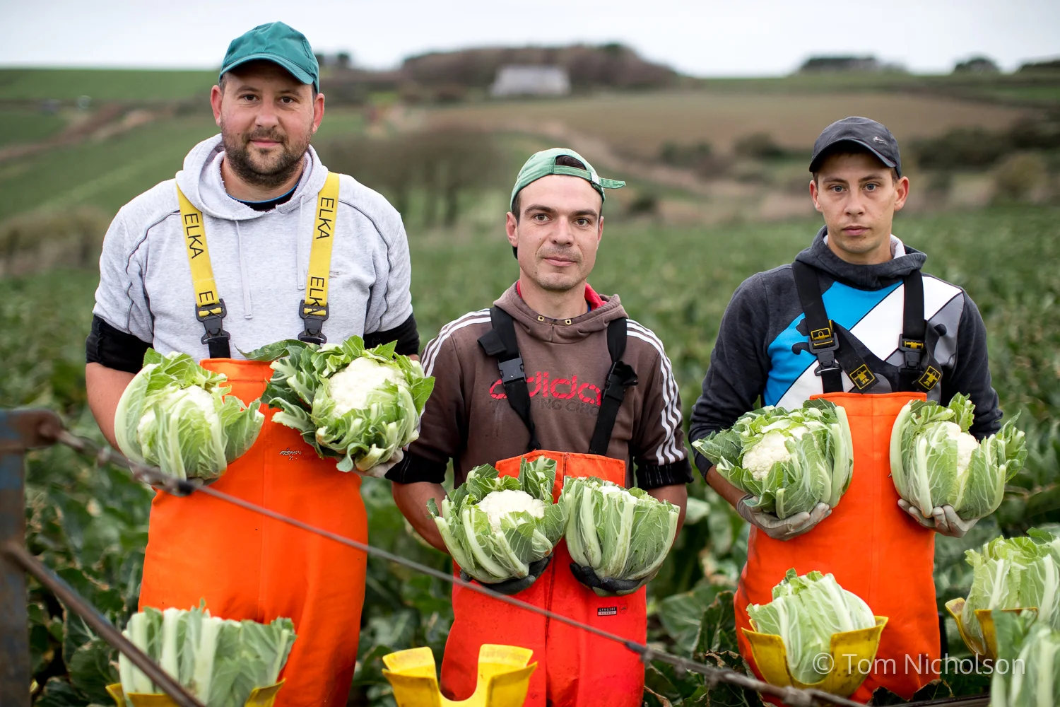 ©2017 Tom Nicholson. 14/11/2017. Marazion, UK. Three Lithuanian migrant workers stand with Cauliflowers picked for Riviera produce in a field overlooking St Michael's Mount, Marazion, Cornwall. Cornwall is one of the only places where cauliflowers can be grown all year round, as the salty air from the sea deters frost. Photographed for PinPep/ASDA. 