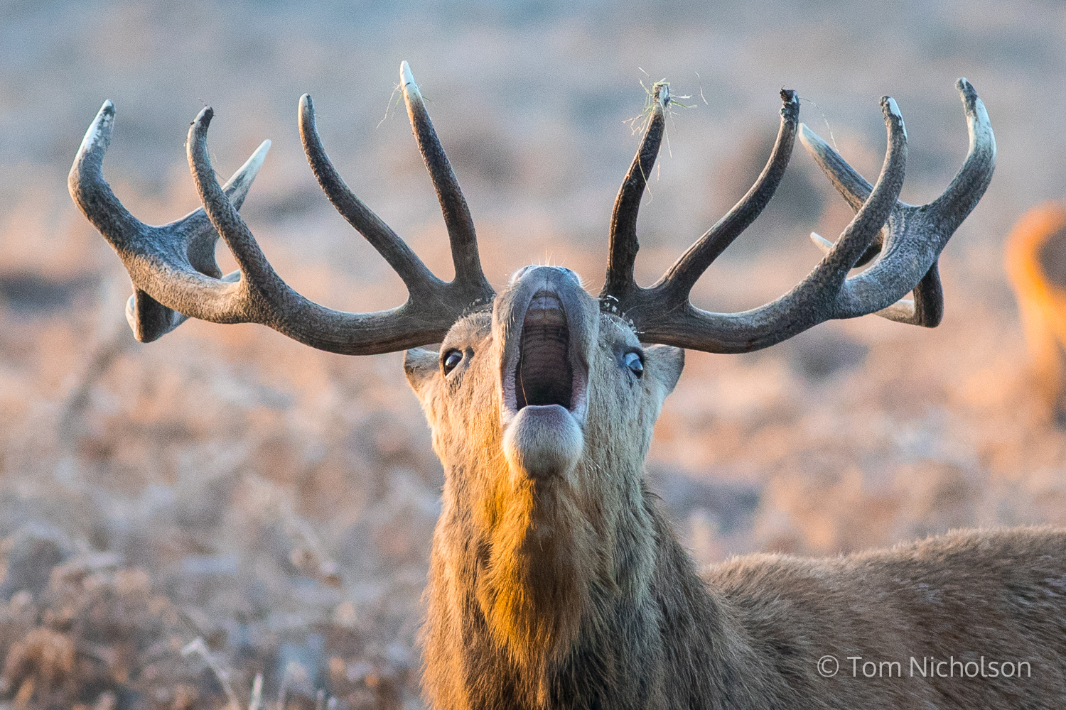©2017 Tom Nicholson. 12/12/2017. London, UK. Deer seen in Bushy park in south-west London, which experienced a frost this morning as temperatures in the area dropped to -3 overnight. Large areas of the UK have experienced a cold weather snap with frost and snow over the past 3 days.