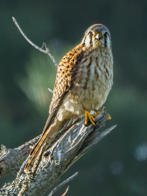 American Kestrel-20220111-_DSC6756.jpg