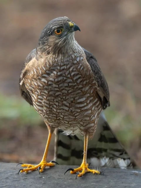 Coopers Hawk-20211128-_DSC6594.jpg