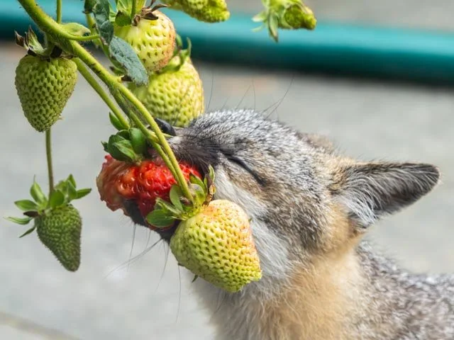 Fox Likes Red Berries Best-20230711-DSC05761.jpg