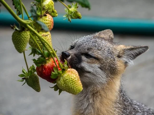 Foxes Love Strawberries-20230711-DSC05656.jpg