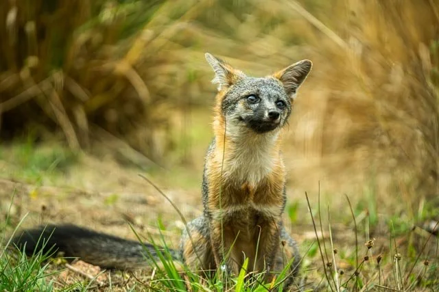 Gray Fox Resting-20231008-DSC02776.jpg
