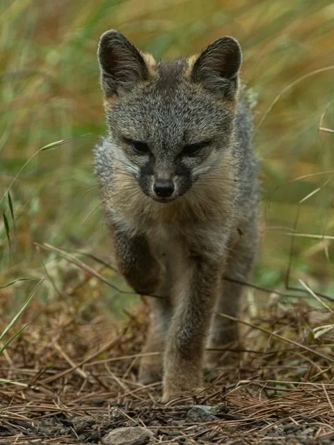 Gray Fox Trotting Through-20230711-DSC05169.jpg