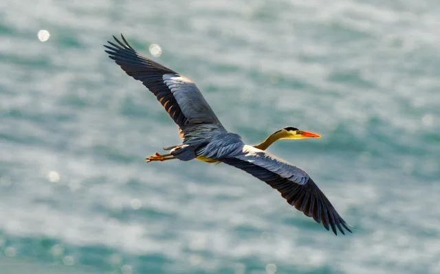 Great Blue Heron Leaving-20220323-DSC04792.jpg