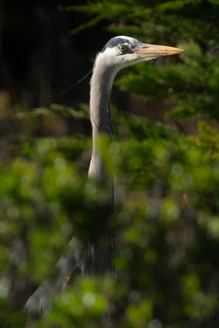Great Blue Heron Sees You-20220323-DSC04732.jpg