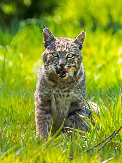 Hungry Bobcat-20230325-DSC01787.jpg