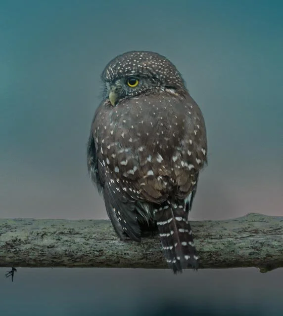 Northern Pygmy Owl-20211105-_DSC6358-Edit.jpg