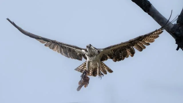 Osprey Bringing Home Fish-20220731-DSC07880-Edit43.jpg