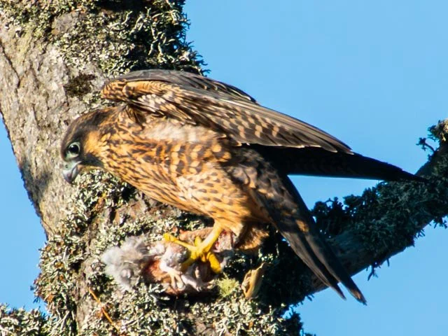 Pergrine Falcon eating-20200622-DSC06406.jpg