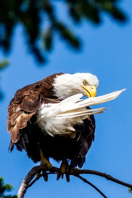 Preening Eagle-20150811-DSC02823.jpg