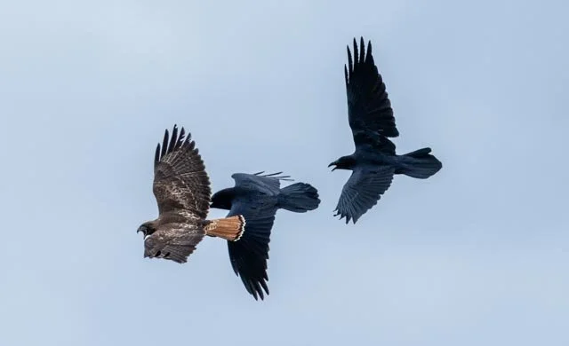Ravens Chasing Red Tailed Hawk-20230319-DSC01227-Edit.jpg