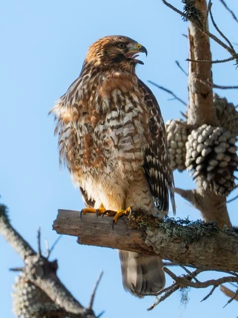 Red Shouldered Hawk-20191129-DSC03299.jpg