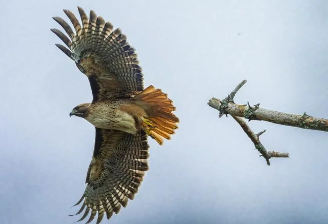 Red Tailed Hawk-20250119-DSC03960.jpg
